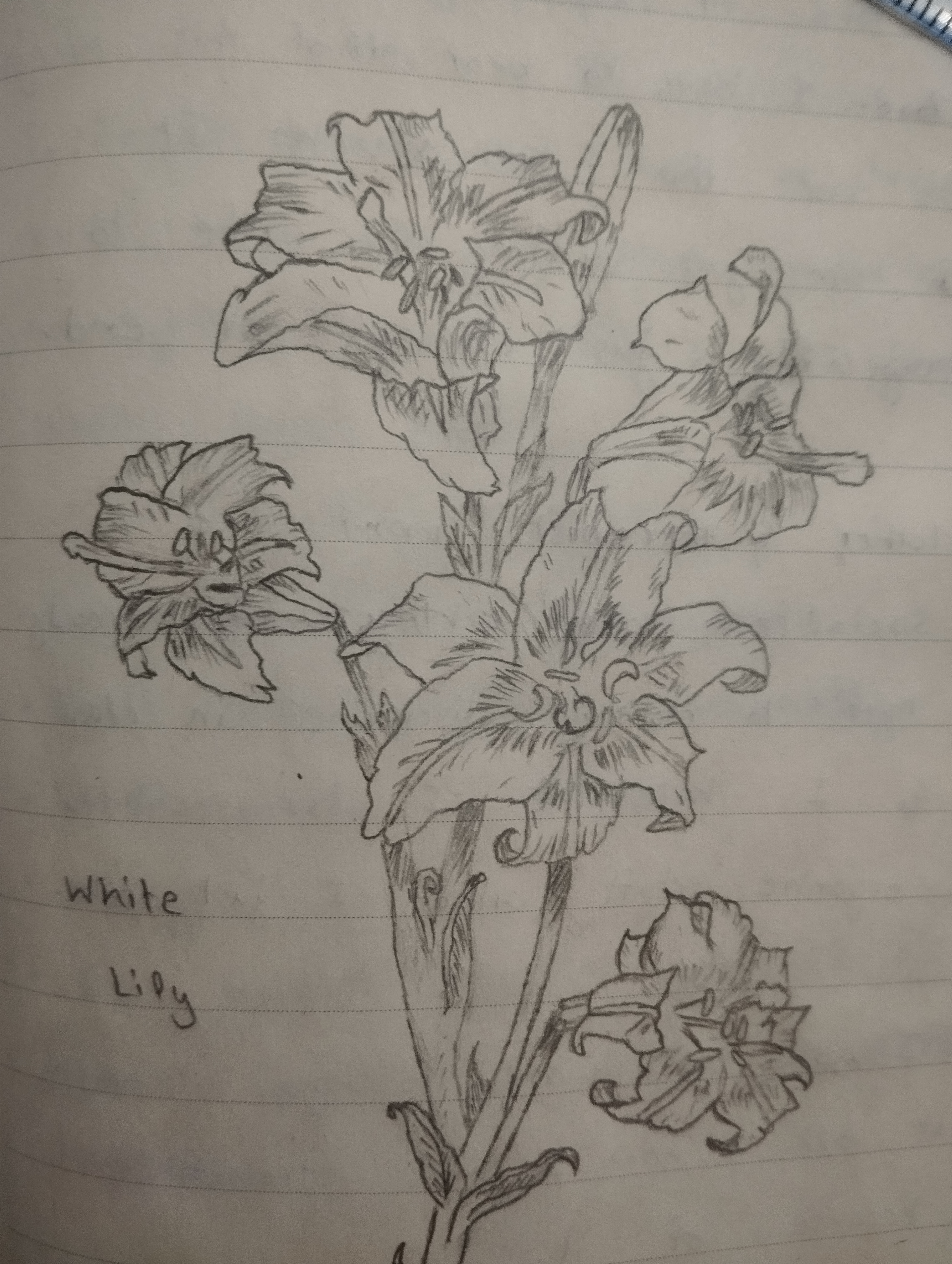 white-lily.jpg